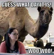 Guess what day it is? Happy Hump Day Funny Happy Funny Pictures Hilarious