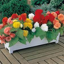 Non Stop Begonias Griffins Garden Centre