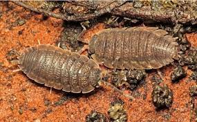 6 Common Rough Woodlouse Facts You Need To Know Discover Wildlife