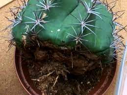 Also a rotted leaf or stem may be saved and nurtured to be able to start a new plant. How To Save An Overwatered Cactus World Of Succulents Cactus Flower How To Grow Cactus Cactus Care
