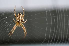 The other involves the furniture itself. 11 Ways To Keep Spiders Out Of Your Home Scunthorpe Telegraph