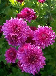 Great Color And Lighting On These Flowers Mums Flowers Beautiful Flowers Amazing Flowers
