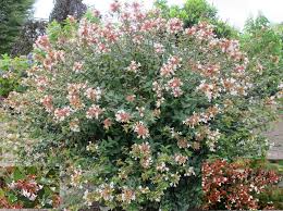 We did not find results for: Glossy Abelia Abelia Grandiflora Zone 5 9 Part Full Sun 3 6 Height Width Deer Resistant Easy To Garden Shrubs Backyard Landscaping Plans Easy Garden