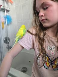 Budgie not making much noise after bringing home