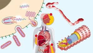 Ebola hemorrhagic fever (ebola virus disease) is a disease caused by four different strains of ebola virus; Ilmuwan Temukan Cara Prediksi Kemunculan Wabah Ebola Dengan Tepat Tekno Tempo Co