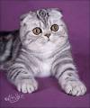 Scottish Fold British Shorthair Scottish Fold Exotic Shorthair
