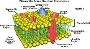 Check spelling or type a new query. Molecular Expressions Cell Biology Plasma Membrane