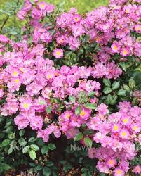 🌷 🌷 hoa hồng sweet chariot rose là một giống hoa hồng bụi rủ, màu tím rượu vang, bông nhỏ mini rose dạng chùm, cánh kép, siêng hoa và hoa quanh năm. Miniature Rose Blue Violet Media Database
