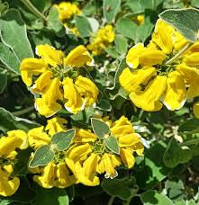 Image result for Phlomis fruticosa