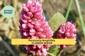 Image result for Persicaria madagascariensis