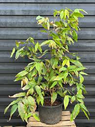 Image result for Jamesbrittenia albobadia