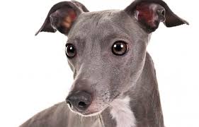 Pagina dedicata alla descrizione del levriero greyhound femmina, dall'allevamento ad honores. Levriero Allevamento Unorchestrated Rasskazchik Site