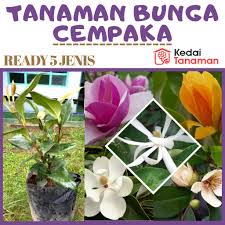 Di masyarakat jawa, cempaka putih. Tanaman Hias Bunga Cempaka Bunga Cempaka Bibit Bunga Cempaka Bibit Cempaka Shopee Indonesia