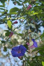 Morning Glory Munnar Morning Glory Kerala