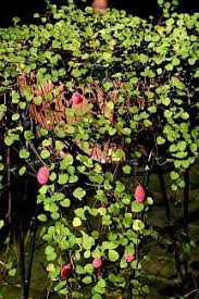 We did not find results for: Pin On Gardens