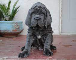 Neapolitan Mastiff Puppy Old World Ren At 9 Weeks Visit Us At Www Oldworldmastinos Com And On Instagram At Oldwor Mascotas Perros Mascotas Animales Y Mascotas