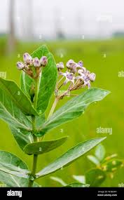 Image result for Calotropis gigantea
