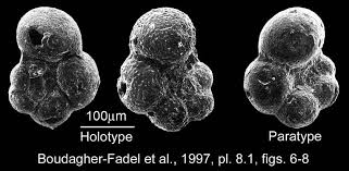 Image result for Micrargeriella