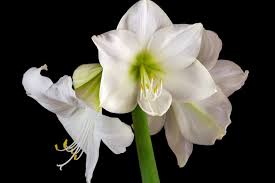 Folgende punkte sollte man beim amaryllis überwintern im freien beachten: Amaryllis Wieder Zum Bluhen Bringen So Gelingt S