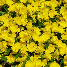 Image result for Primrose Yellow 1958 Admiral