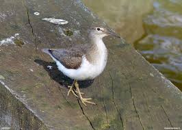 Image result for Trachypogon chevalieri