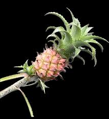 Image result for Ananas comosus