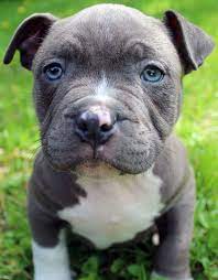 So, why a blue nose pitbull puppy? Blue Nose Pitbull Puppies For Sale Blue Nose Pitbull Breeders Baby Pitbulls For Sale