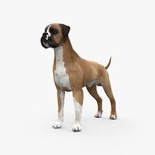 We did not find results for: Boxer 3d Models For Download Turbosquid