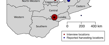 Image result for Platycoryne buchananiana