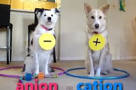 Dogs Teaching Chemistry Teaching Chemistry Chemistry Lessons Science Teaching Resources