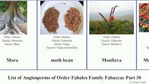 Image result for Mimosa mossambicensis