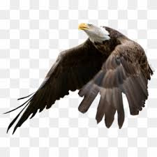 Check spelling or type a new query. Free American Eagle Png Png Transparent Images Pikpng