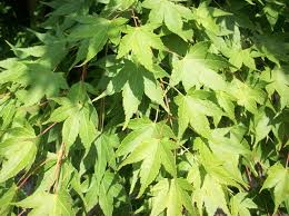 Dwarf maples are great for areas in the landscape where space is limited. Japanese Maples Over 10 Feet Sunnyside Nursery