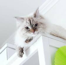 La cabeza corta y triangular, de mentón prominente. Neva Masquerade Elberet Iz Lukomorya Siberian Cat Gatos Lindos Y Tiernos Gatitos Lindos Gatos