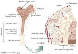 Compact Bone Definition Structure Function Facts Cancellous Bone Human Bones Human Bone Structure