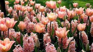 I love the color pink! Wallpaper Pink Flowers Hyacinths And Tulips 1920x1080 Full Hd 2k Picture Image