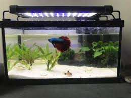 Betta tank mates for 5 gallons. Small Low Tech Setup For My Betta Chad And Some Ghost Shrimp Plants Not Growing Much At All Would Walstad Rescape Help Plantedtank