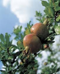 Roy, peaches are notorious for producing more fruit than the tree itself can support. How To Transplant Pomegranate Meyer Lemon Tree Pomegranate Small Fruit Trees