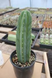 Grafting cacti is a great way to add some color to your get the masterclass annual membership and learn how to cultivate fresh herbs and vegetables, keep. James And Jude Grafting Cacti Cactus