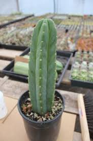 Keep reading to learn exactly how long it takes for cactus plant growth, what you might be. James And Jude Grafting Cacti Cactus