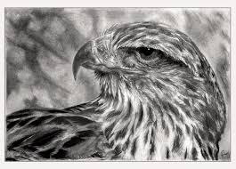 Are you looking for the best images of cool eye sketch? Hawk Gaze Pencil Drawing Work In Progress College Of Art And Design Rit