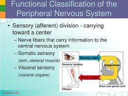 Ppt Nervous System Powerpoint Presentation Free Download Id 9268108
