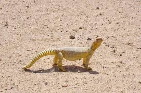 Biawak perentie (varanus giganteus) adalah biawak terbesar di australia, dan kadal terbesar ketiga di dunia biawak ini merupakan makanan favorit di antara suku aborigin padang pasir, dan lemaknya. Beriani Biawak Dhob Carigold Forum