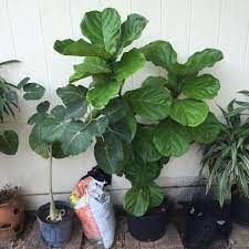 The cultivar `compacta', which is widely propagated from tissue culture, has large closely spaced leaves with short petioles. A Vigorous Ficus Lyrata With Large Roots Growing Out Of The Pot To Its Right The Rock Fig Ficus Petiolaris Ficus Lyrata Ficus Plant Leaves