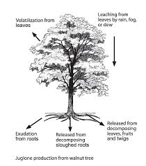 Ultimate Resource Guide To Gardening With Toxic Black Walnut Trees Finding Sea Turtles Black Walnut Tree Walnut Tree Plants
