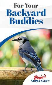 Spoil Your Backyard Birds With A Variety Of Seed Baths And Feeders From Blain S Backyard Birds Backyard Birds Watching Backyard