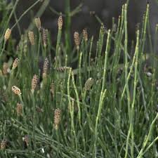 Image result for Equisetum ramosissimum