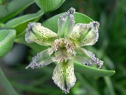 We did not find results for: Starfish Lily Ferraria Ferrariola Garden Org