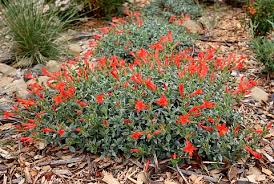 Image result for Epilobium salignum