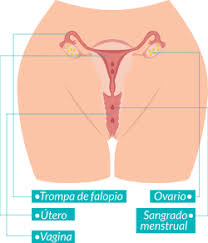 Maybe you would like to learn more about one of these? Ciclo Menstrual Conoces Sus Etapas